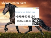 Servicio para caballo equinos en Ecuador