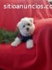 SIMON - CACHORRO BICHON FRISE EN VENTA