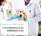 Veterinaria a domicilio Guayaquil Guayas