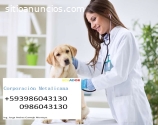 Veterinaria a domicilio Guayaquil Guayas