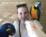 Disponibilidad de loros como mascotas |