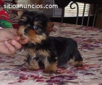 3 cachorros Yorkie Terrier en adopción