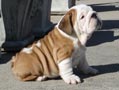  Bulldog cachorros para el realojo