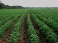 INVERSIONISTAS Vendo Terrenos ideal para arroz y plátano en Perú