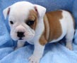 Adorable Bulldog Inglés cachorros