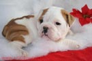 Magnifico cachorro bulldog ingles, alta calidad genetica.