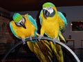  Guacamayo azul y oro loros para la venta 