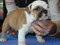 Bulldog inglés cachorros para su aprobación