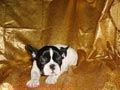 regalo bulldog frances, perros, 