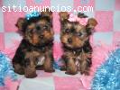 dois yorkshire terrier cachorro par