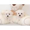 Regalo dos adorables bichon maltés