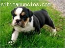 Cachorros bulldog ingles