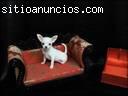 Registro de cachorros chihuahua