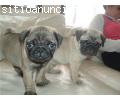 Se vende Calinos pug