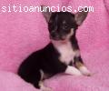 Chihuahua cachorritas