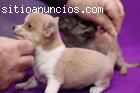 Aspecto saludable cachorros chihuah