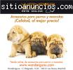 Accesorios para Perros