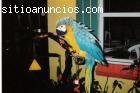 guacamayo azul