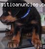 Cachorro rotweiller registrado bien ent