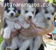 Salud siberian husky macho y hembra cach