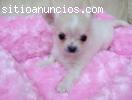 Regalo Cachorros de chihuahua disponible