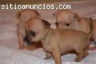 cachorros Chihuahua disponibles