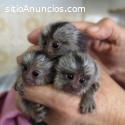 Bebé Titi, capuchino y monos ardilla par