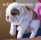 Bulldog Inglés cachorros para la venta