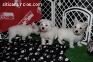 Cachorros blancos de pedigree West Highl