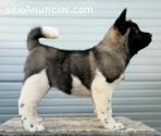 Cachorros de Akita Americano