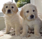 Cachorros de golden retriever disponible