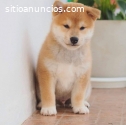 Cachorros de Shiba Inu