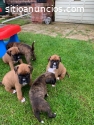 Hermosos cachorros Boxer,