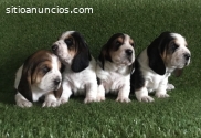 Hermosos cachorros de basset hound.