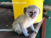 Hermosos monos listos para la venta