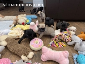 Impresionantes cachorros de pug,