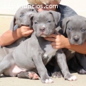 maravillosos cachorros pitbull americano