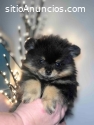 Pomerania, cachorros miniatura