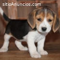 Preciosos Cachorros Beagle Para Adopción