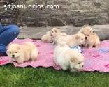 Preciosos cachorros de chow chow,