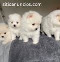 Preciosos cachorros de Pomerania disponi