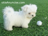 Regalo cachorros de Bichon Maltes Mini