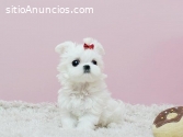 Regalo cachorros de Bichon Maltes Mini