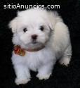 Regalo cachorros de Bichon Maltes Mini