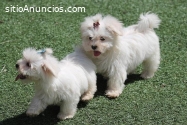 Regalo cachorros de Bichon Maltes Mini