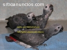 Tres loro gris africano para la adopción