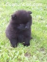 venden preciosos cachorros de Pomerania