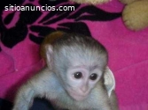 Magnífico mono capuchino hembra