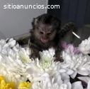 Monos titíes macho y hembra disponibles