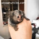 Hermosos monos tití dedo a la venta